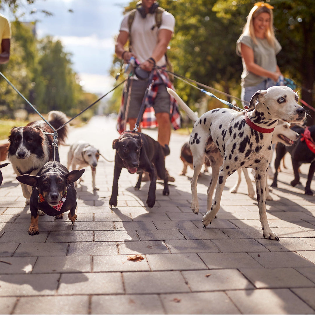 900 Bolsas caca perro Compostable y EcoFriendly