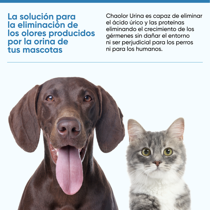 🔥 DESCUENTO DE LA SEMANA – CHAOOLOR URINA